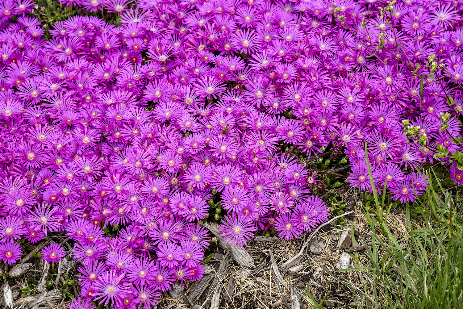 Delosperma